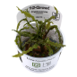 Preview: Cryptocoryne crispatula/ Grasblättriger Wasserkelch